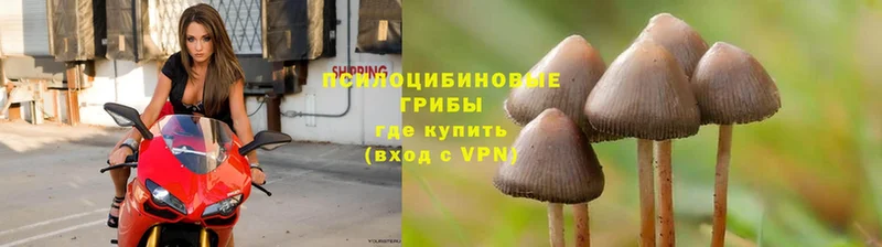 Галлюциногенные грибы прущие грибы  Старая Русса 